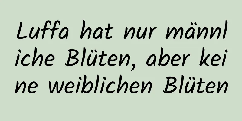 Luffa hat nur männliche Blüten, aber keine weiblichen Blüten
