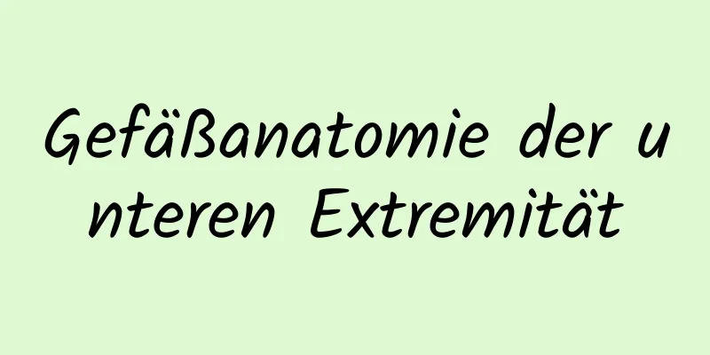 Gefäßanatomie der unteren Extremität