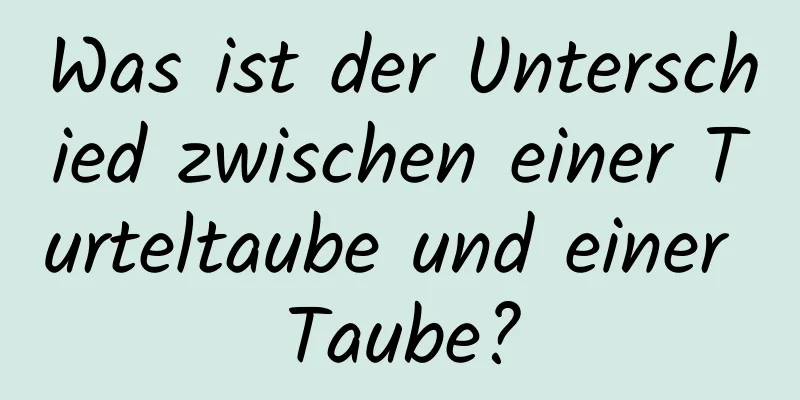 Was ist der Unterschied zwischen einer Turteltaube und einer Taube?