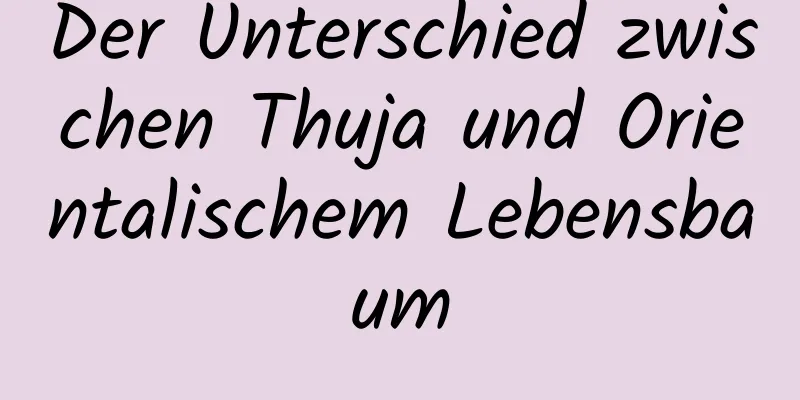 Der Unterschied zwischen Thuja und Orientalischem Lebensbaum