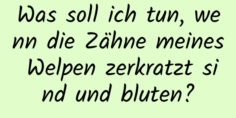 Was soll ich tun, wenn die Zähne meines Welpen zerkratzt sind und bluten?