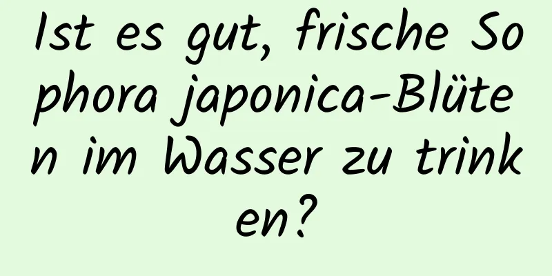 Ist es gut, frische Sophora japonica-Blüten im Wasser zu trinken?