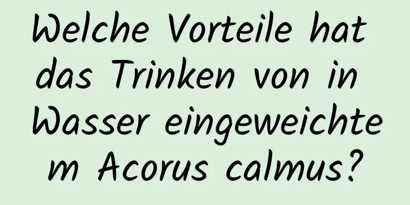 Welche Vorteile hat das Trinken von in Wasser eingeweichtem Acorus calmus?