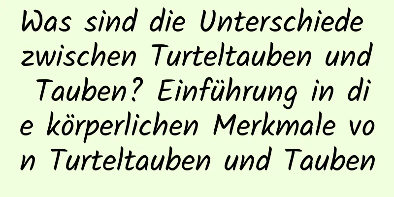 Was sind die Unterschiede zwischen Turteltauben und Tauben? Einführung in die körperlichen Merkmale von Turteltauben und Tauben
