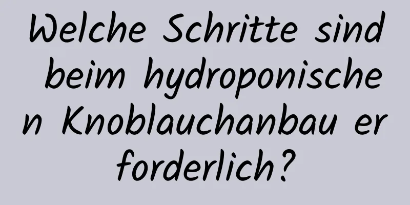 Welche Schritte sind beim hydroponischen Knoblauchanbau erforderlich?