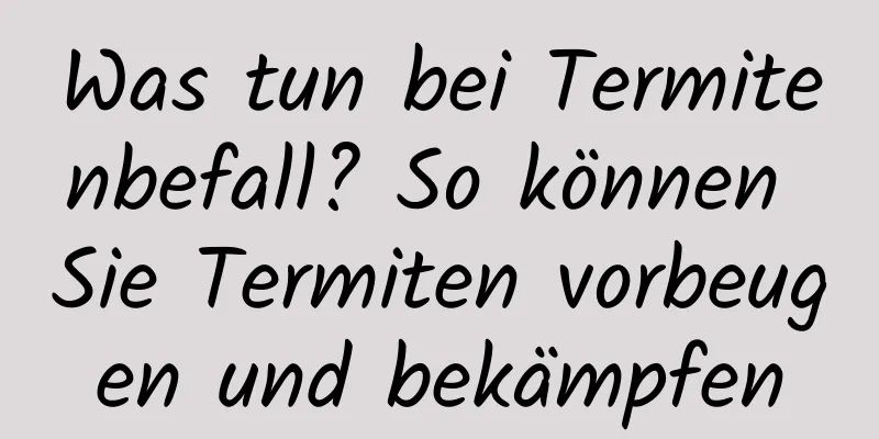 Was tun bei Termitenbefall? So können Sie Termiten vorbeugen und bekämpfen