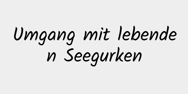 Umgang mit lebenden Seegurken