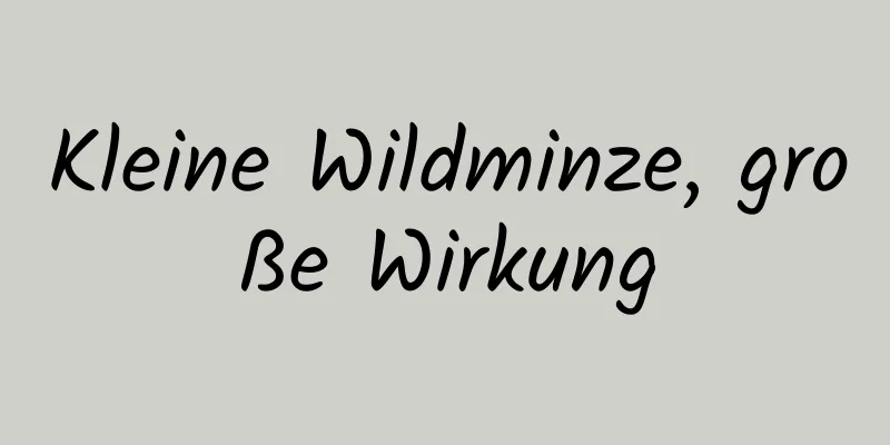 Kleine Wildminze, große Wirkung