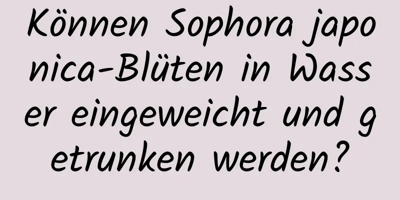 Können Sophora japonica-Blüten in Wasser eingeweicht und getrunken werden?