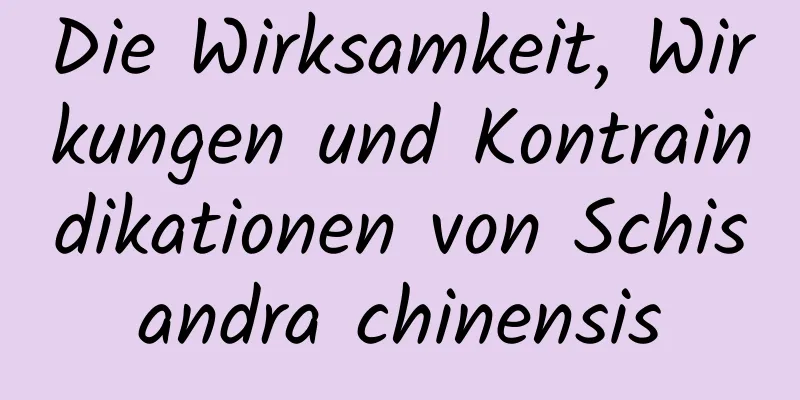 Die Wirksamkeit, Wirkungen und Kontraindikationen von Schisandra chinensis