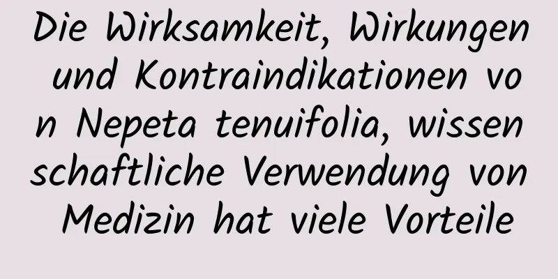 Die Wirksamkeit, Wirkungen und Kontraindikationen von Nepeta tenuifolia, wissenschaftliche Verwendung von Medizin hat viele Vorteile