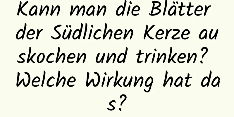 Kann man die Blätter der Südlichen Kerze auskochen und trinken? Welche Wirkung hat das?