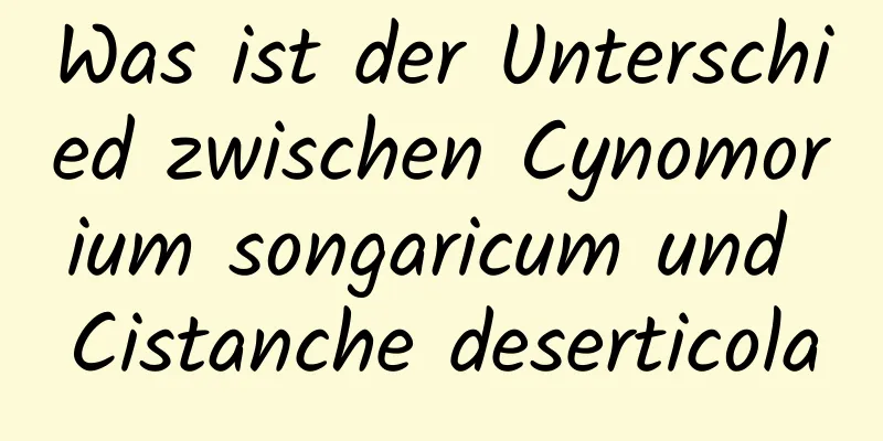 Was ist der Unterschied zwischen Cynomorium songaricum und Cistanche deserticola