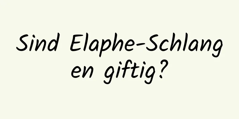 Sind Elaphe-Schlangen giftig?