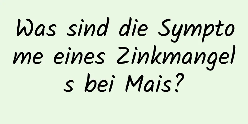 Was sind die Symptome eines Zinkmangels bei Mais?