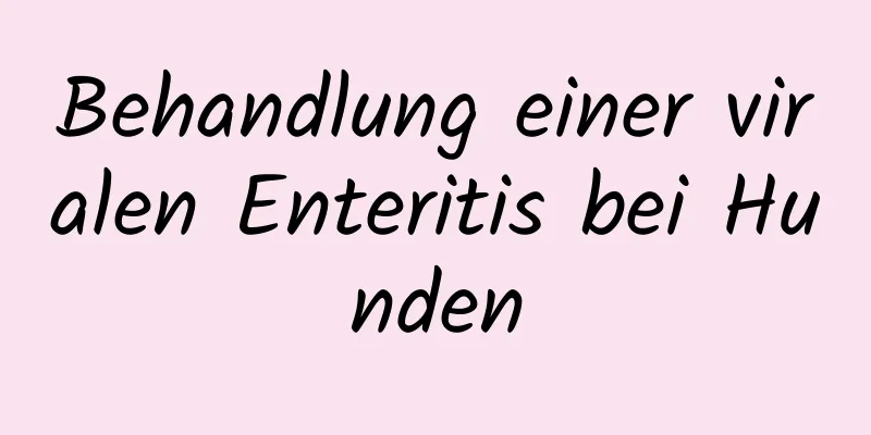 Behandlung einer viralen Enteritis bei Hunden