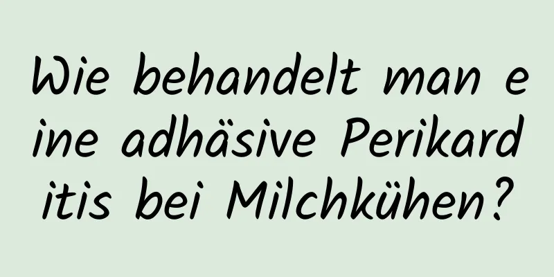 Wie behandelt man eine adhäsive Perikarditis bei Milchkühen?