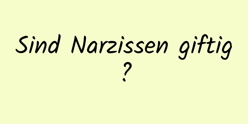 Sind Narzissen giftig?