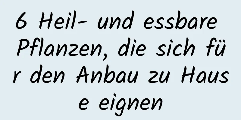 6 Heil- und essbare Pflanzen, die sich für den Anbau zu Hause eignen