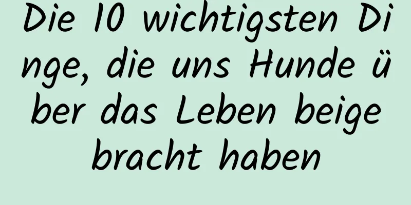 Die 10 wichtigsten Dinge, die uns Hunde über das Leben beigebracht haben