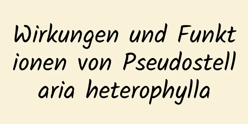Wirkungen und Funktionen von Pseudostellaria heterophylla
