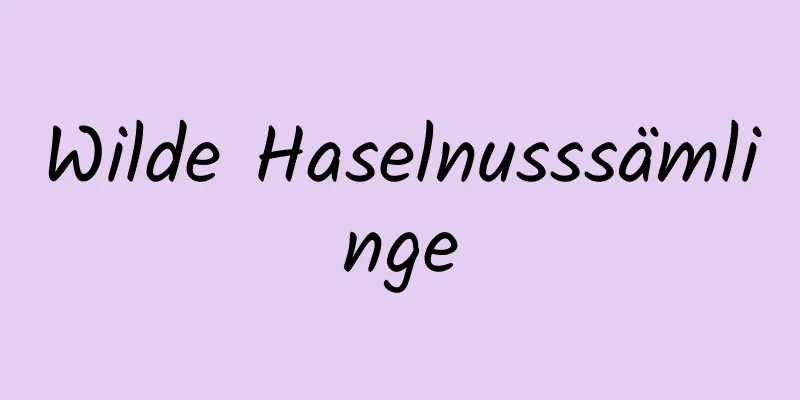 Wilde Haselnusssämlinge
