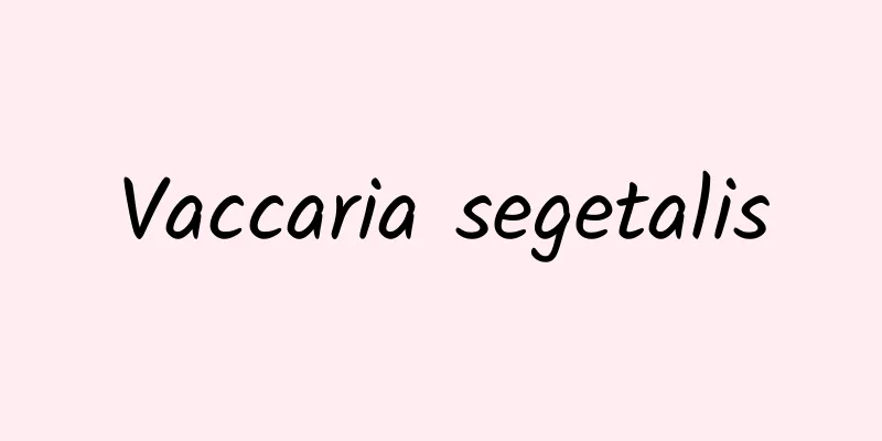 Vaccaria segetalis