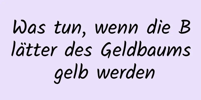 Was tun, wenn die Blätter des Geldbaums gelb werden