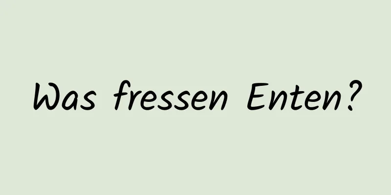Was fressen Enten?