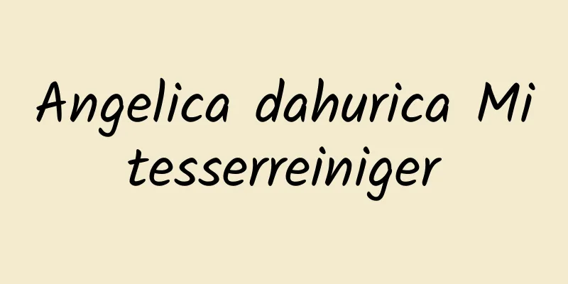 Angelica dahurica Mitesserreiniger