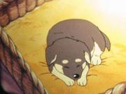 Ganbare! Serve the Blind Dog: Eine gründliche Analyse der berührenden Geschichte und der Charakterattraktivität