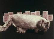 Kritik zu „My Cat, My Cat“: Was ist der Reiz von „Minna no Uta“?