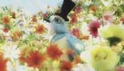 Gingham Check Bird: Eine gründliche Analyse der Anziehungskraft von Minna no Uta